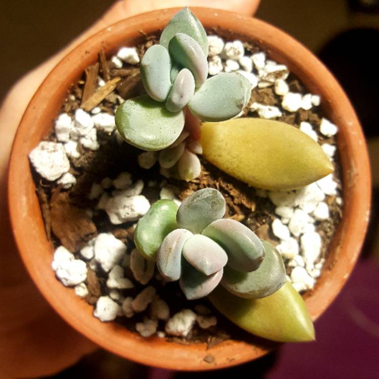 Plant image xSedeveria Blue Mist