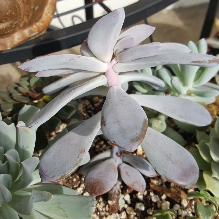 plant image 1169371 plant image 1169371
