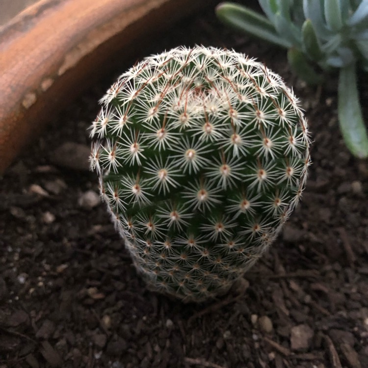 Plant image Mammillaria matudae