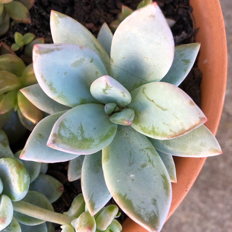 plant image 1137754