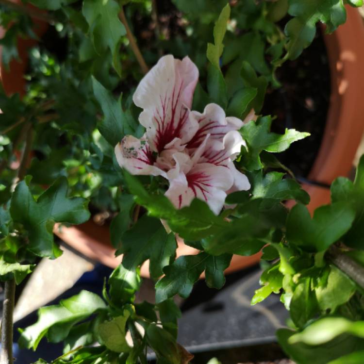 Plant image Hibiscus syriacus 'Rwoods6' syn. Hibiscus syriacus 'Starburst Chiffon'