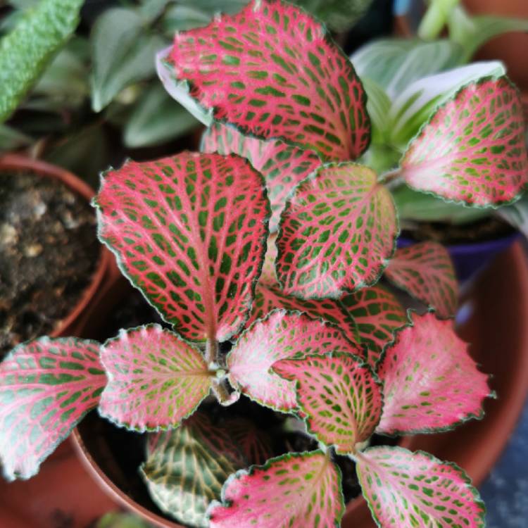 Plant image Fittonia agyroneura 'Mini Red Vein'