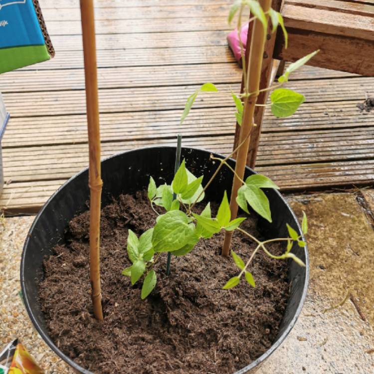 Plant image Clematis 'Dorothy Walton'