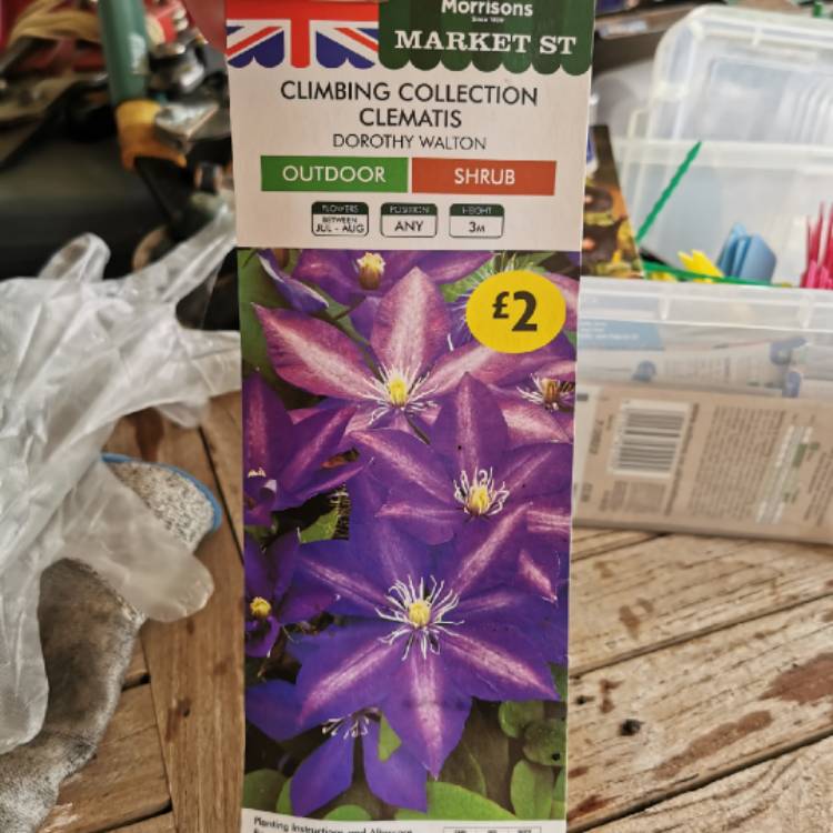 Plant image Clematis 'Dorothy Walton'