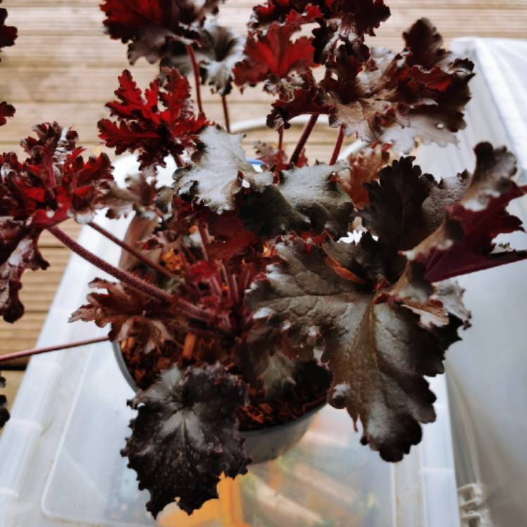 Plant image Heuchera 'Black Taffeta'