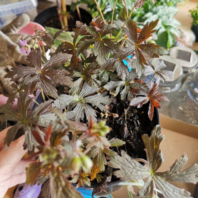 plant image 1481723