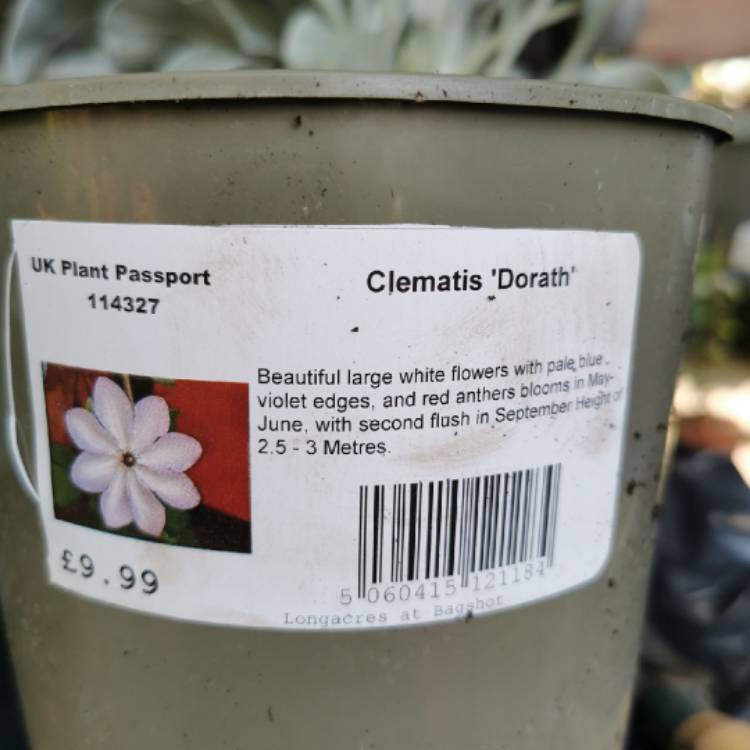 Plant image Clematis 'Dorath'