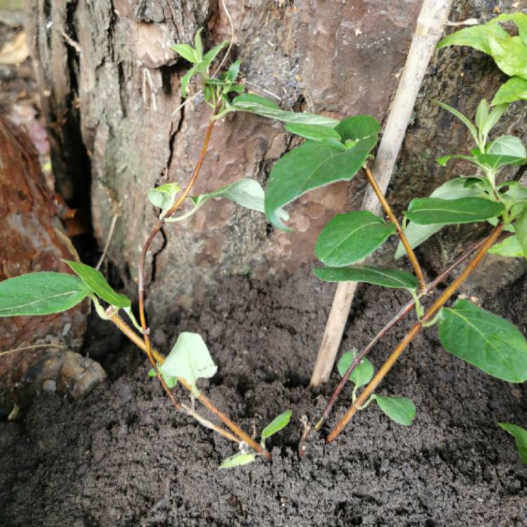 plant image 1529784