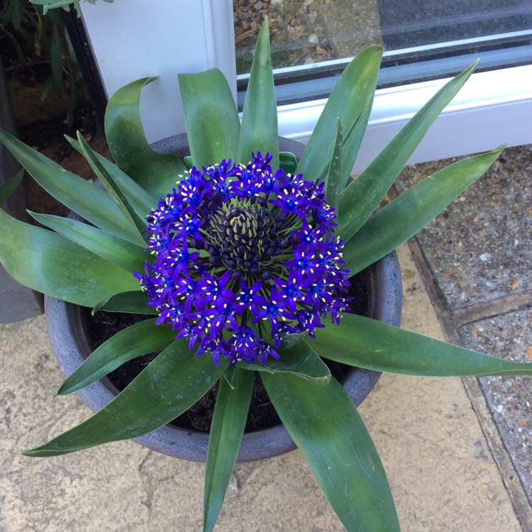 Plant image Scilla peruviana 'Sapphire Blue' (Carribean Jewels Series)
