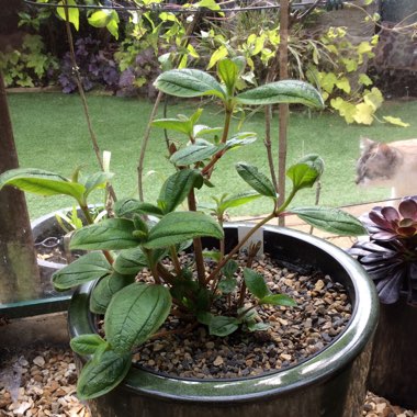 Tibouchina organensis