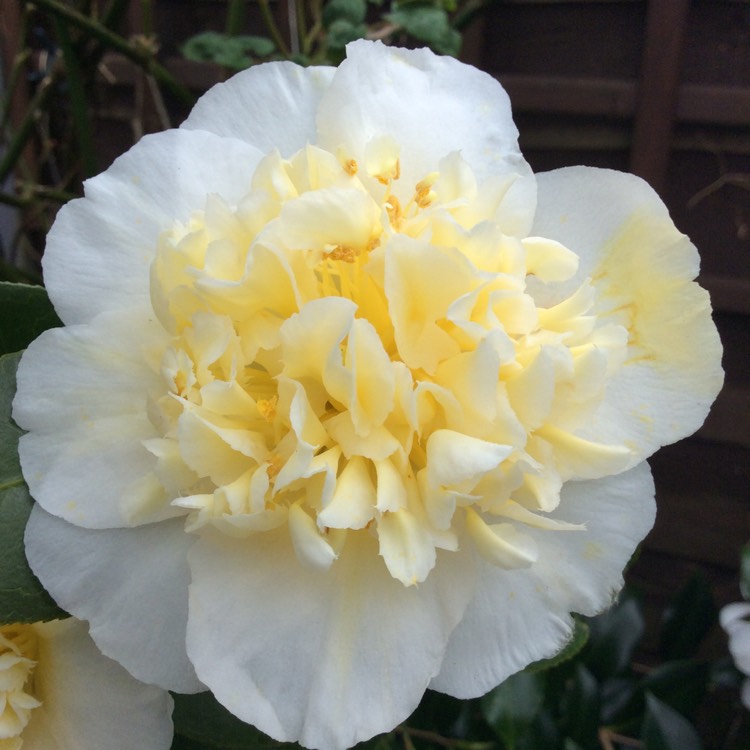 plant image 1249330 plant image 1249330