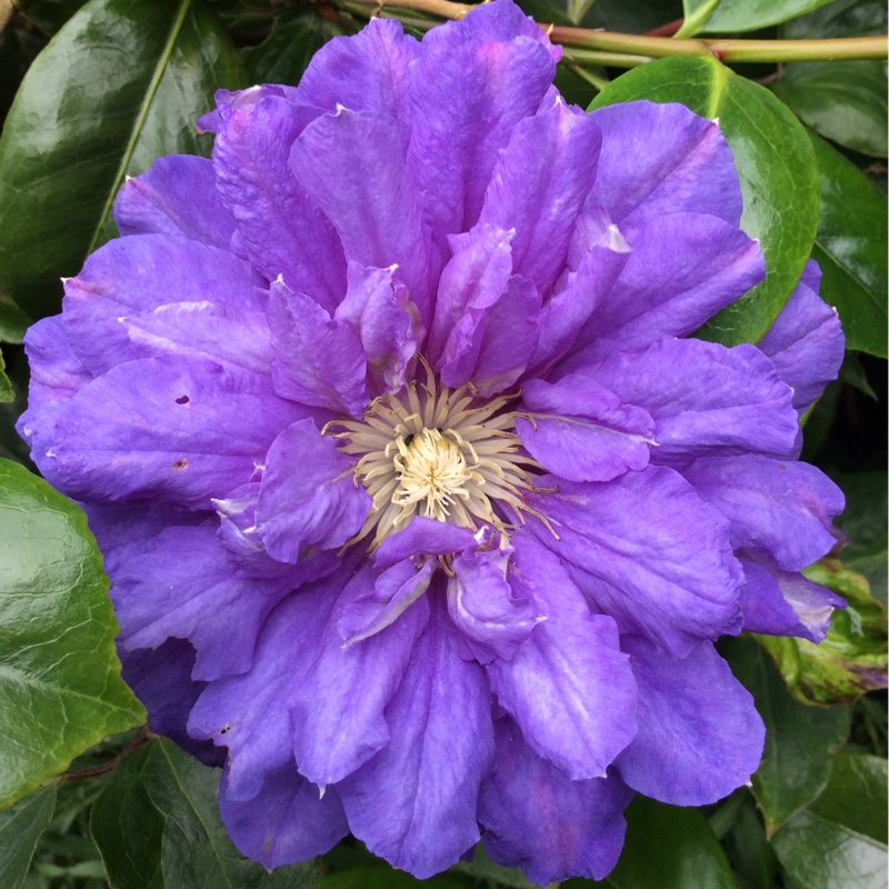 plant image 144594
