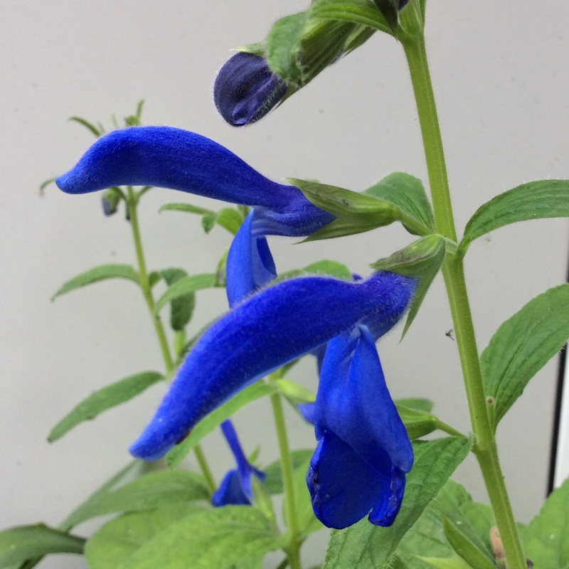 Plant image Salvia nemorosa 'Florsaldblue' (Sensation Series) syn. Salvia nemorosa 'Sensation Deep Blue'