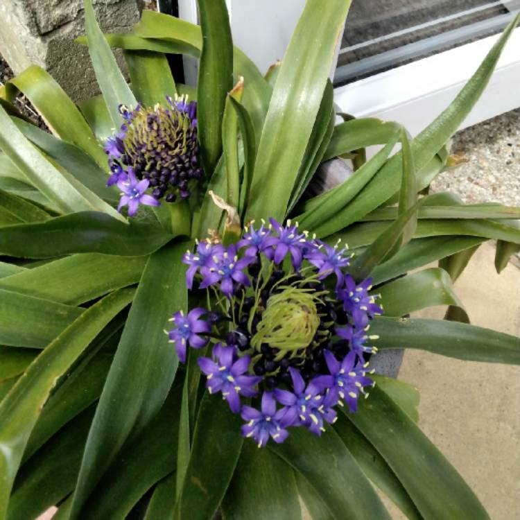 plant image 1470513 plant image 1470513