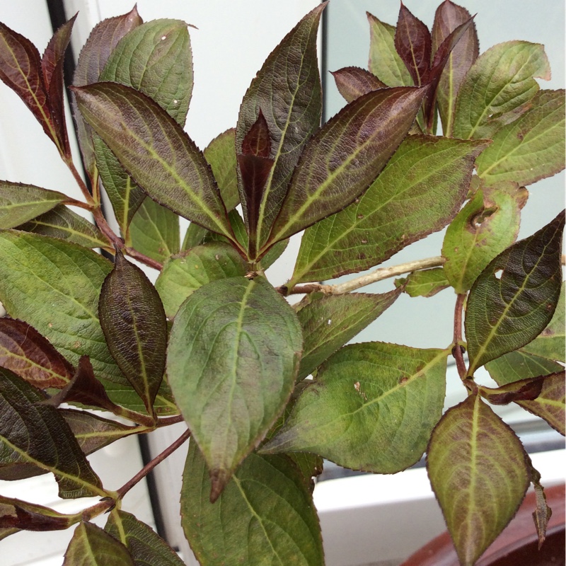 plant image 154311