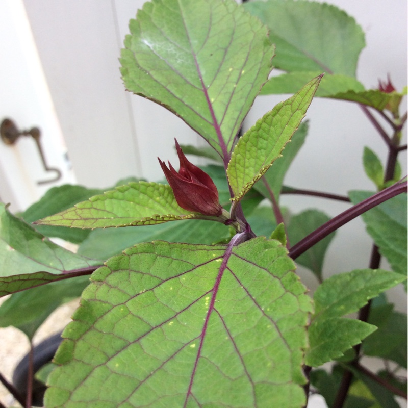 plant image 154313 plant image 154313
