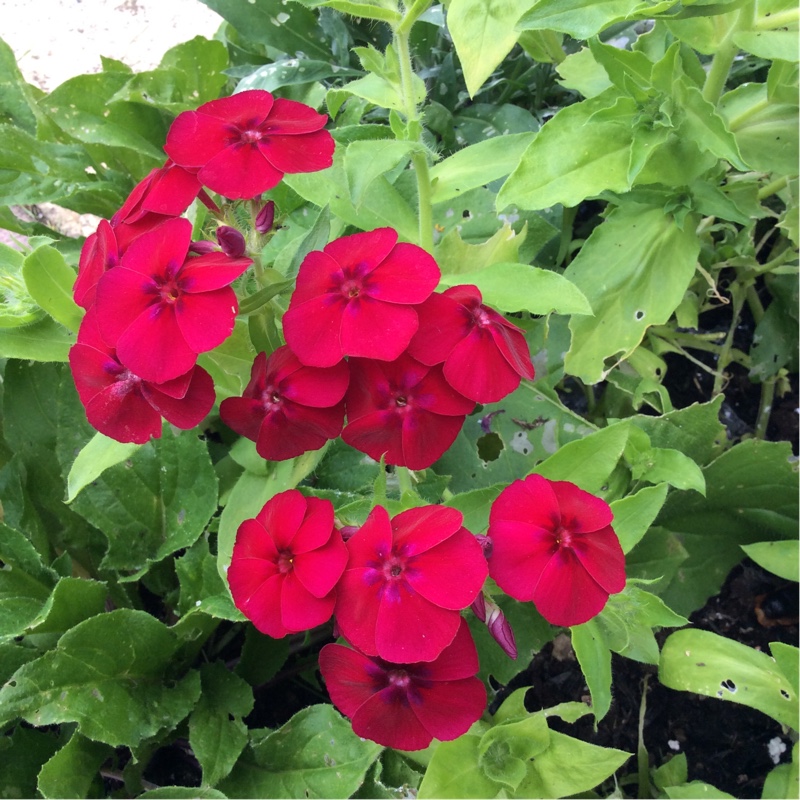 plant image 154630