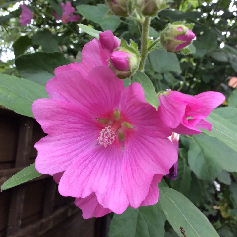 Plant image Lavatera x clementii 'Rosea'
