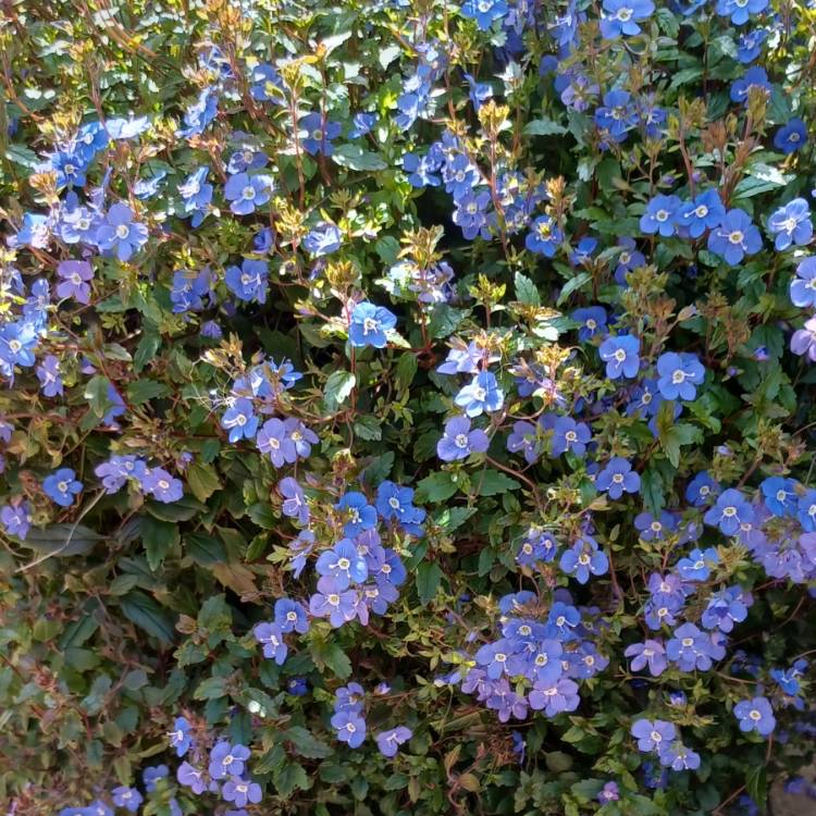 Plant image Veronica peduncularis 'Georgia Blue' syn. Veronica umbrosa 'Georgia Blue', Veronica peduncularis 'Oxford Blue'