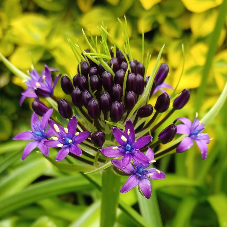 plant image 1663447 plant image 1663447