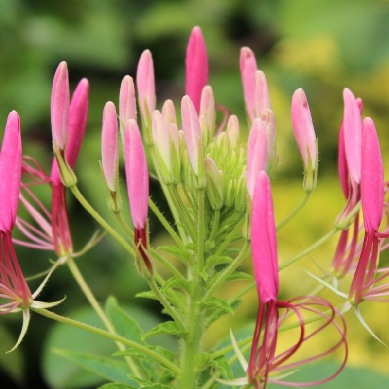 plant image 176049 plant image 176049