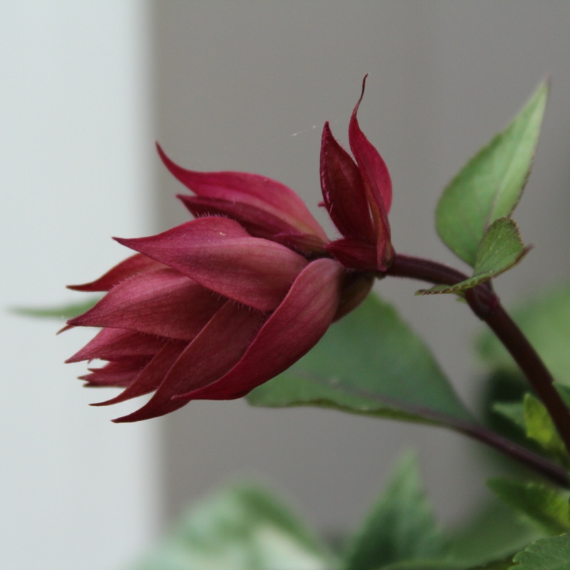 plant image 176054 plant image 176054