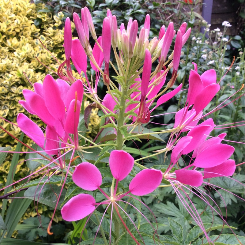 plant image 180360 plant image 180360