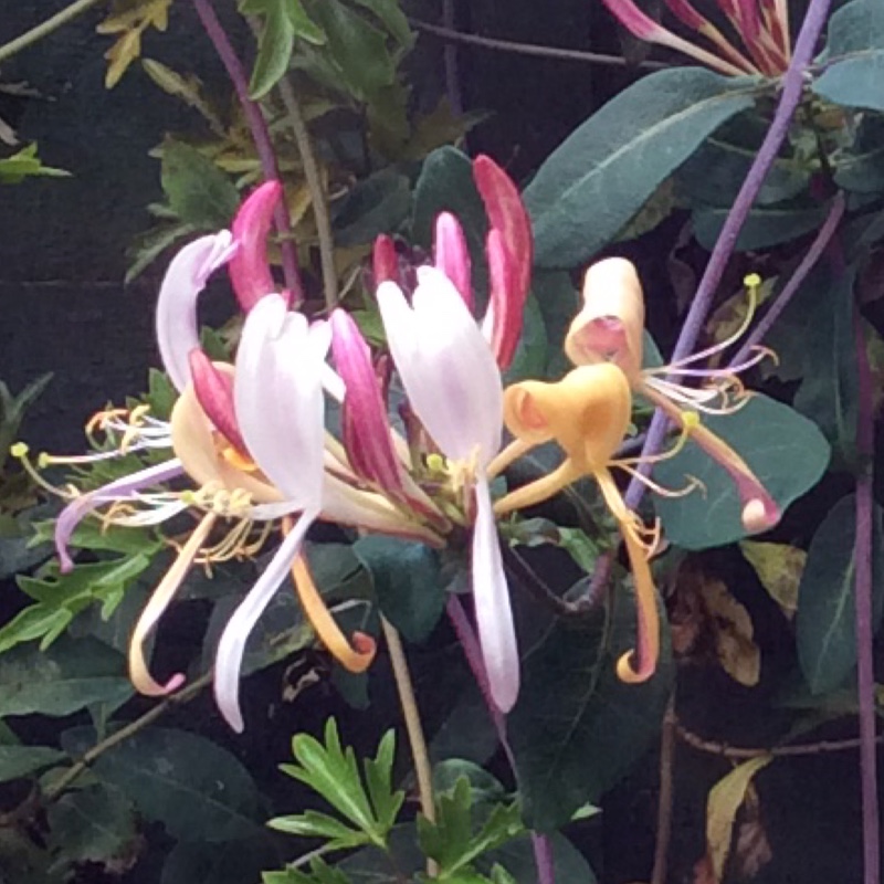 Plant image Lonicera periclymenum 'Serotina' syn. Lonicera periclymenum 'Florida'
