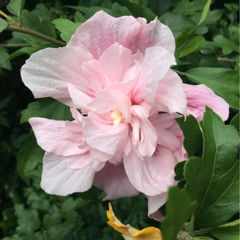 plant image 180397 plant image 180397