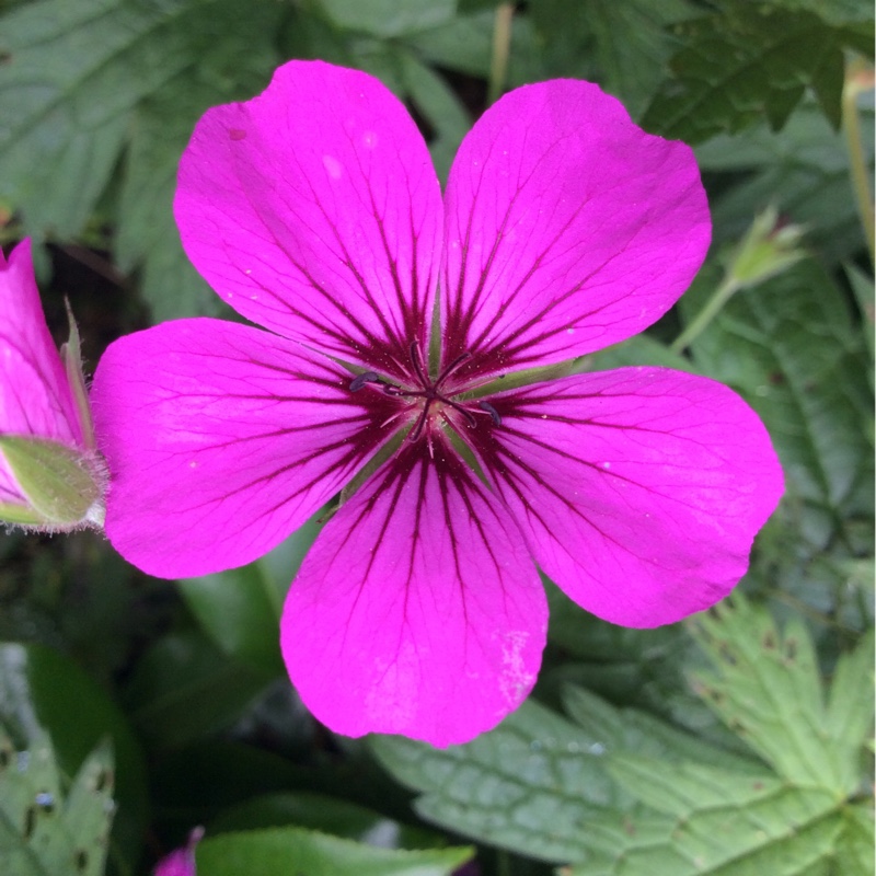 Plant image Geranium 'Patricia'