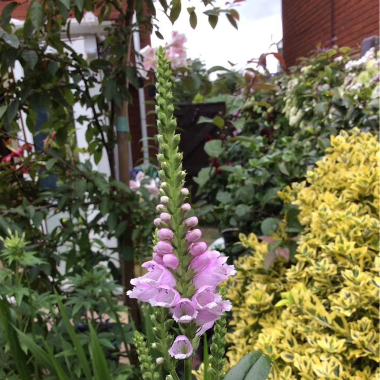 Plant image Physostegia virginiana 'Bouquet Rose'