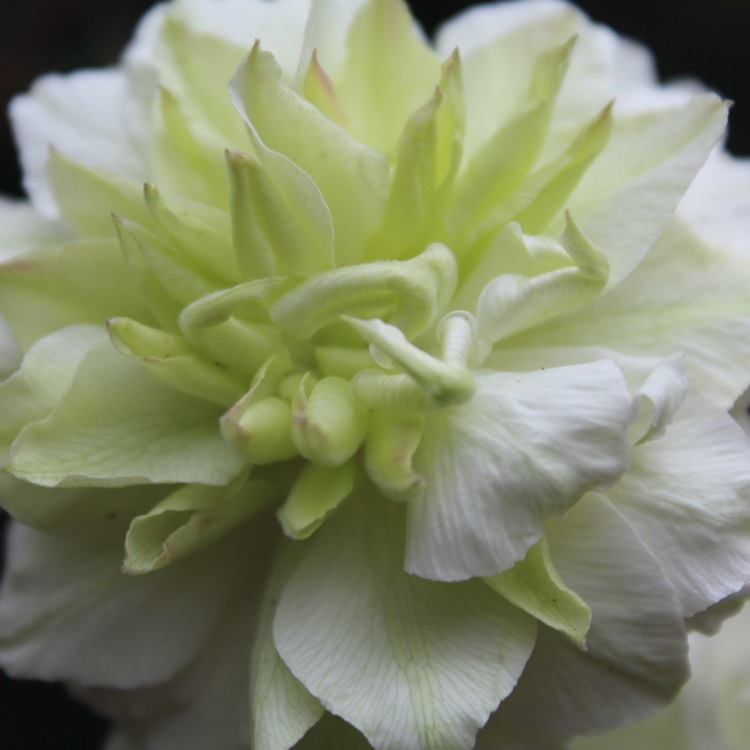 Plant image Clematis florida 'Alba plena'