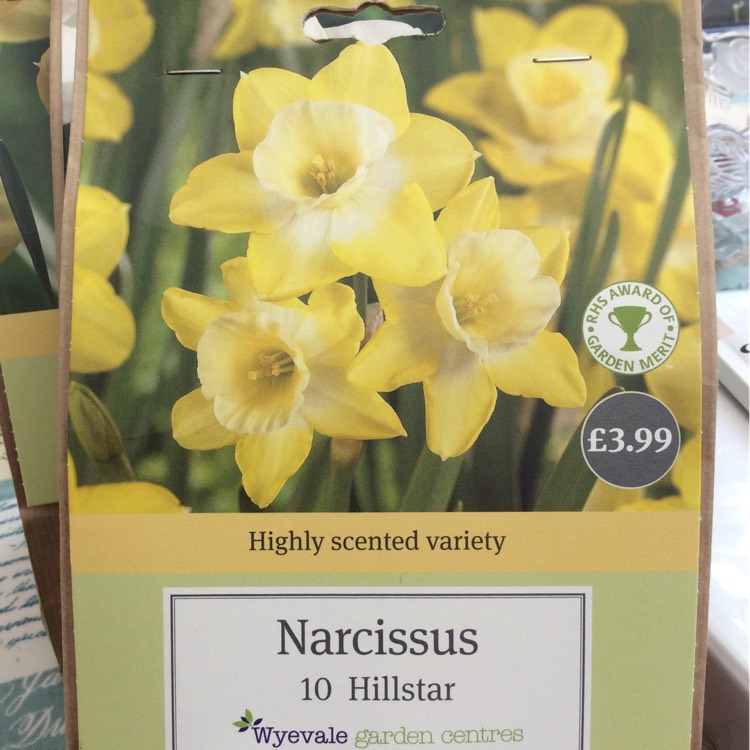 plant image 242372