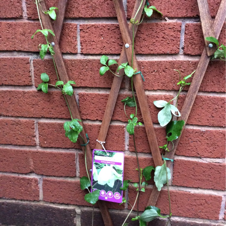 Plant image Clematis cirrhosa 'Wisley Cream'