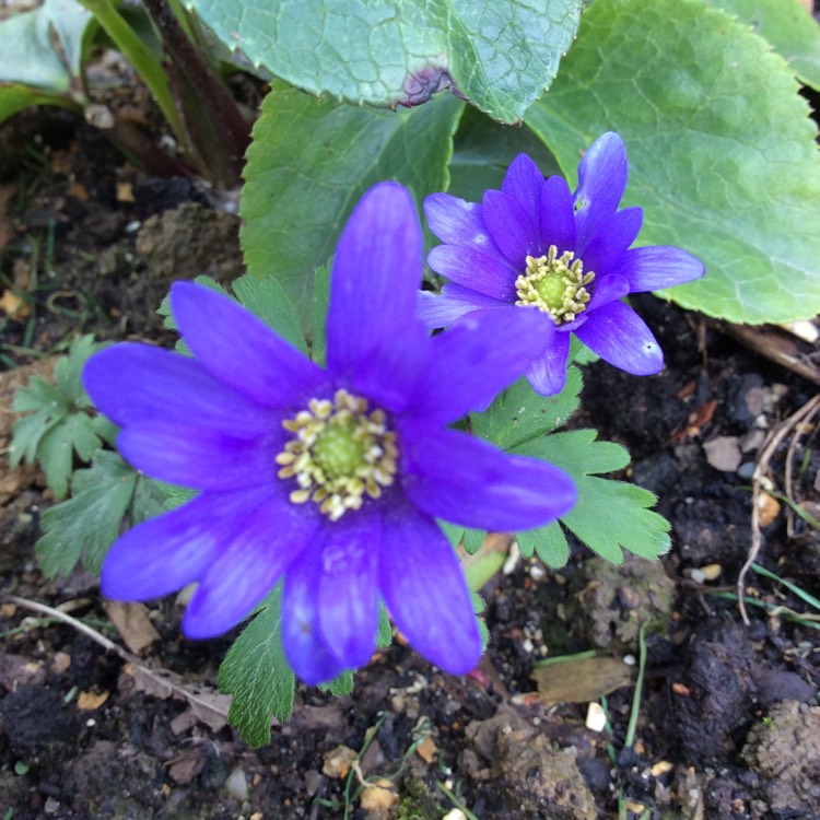 Plant image Anemone blanda 'Blue Shades'