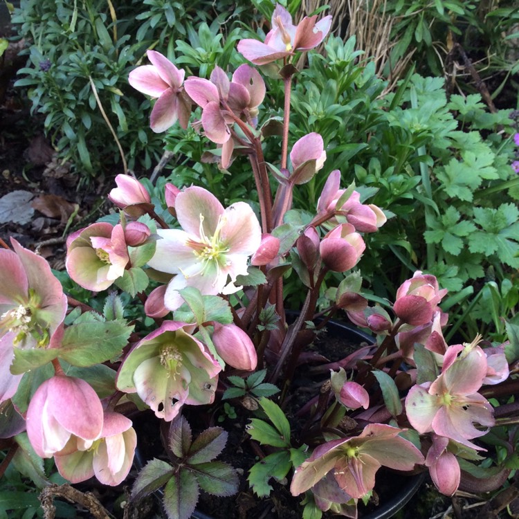 Plant image Helleborus x ericsmithii 'Pirouette'