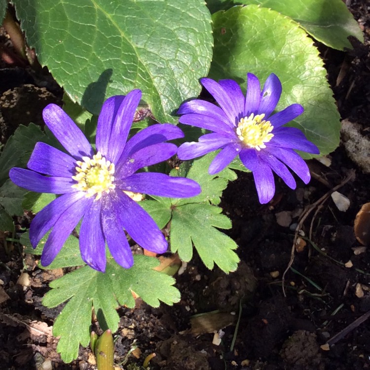 Plant image Anemone blanda 'Blue Shades'