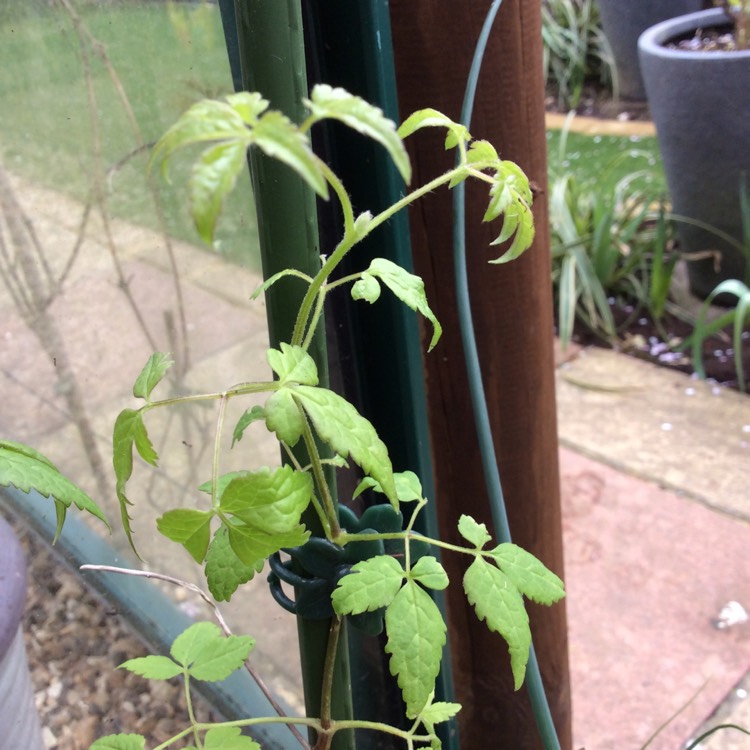 plant image 334457