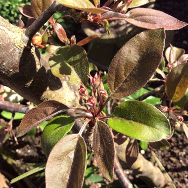 Malus sylvestris