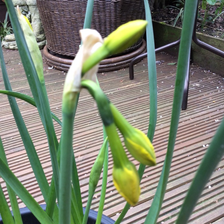 plant image 343342