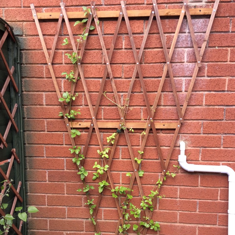 plant image 345037