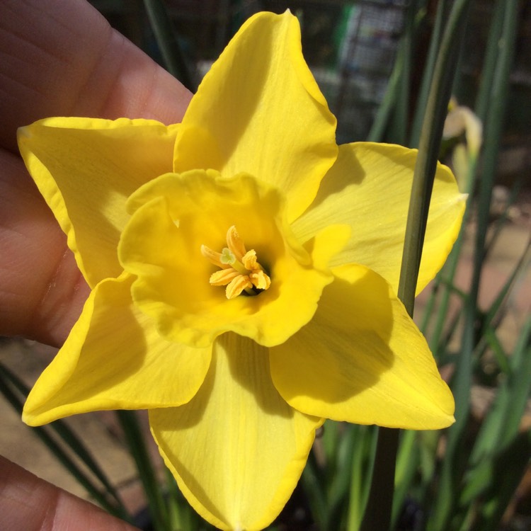 plant image 346093