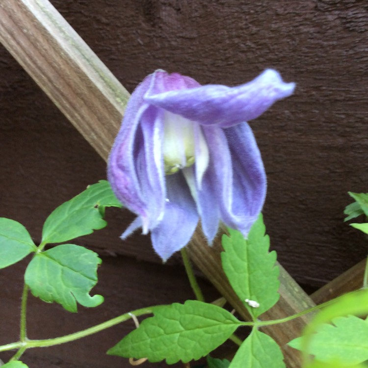 plant image 348137 plant image 348137