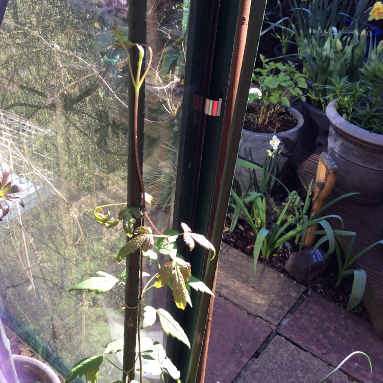 plant image 348161