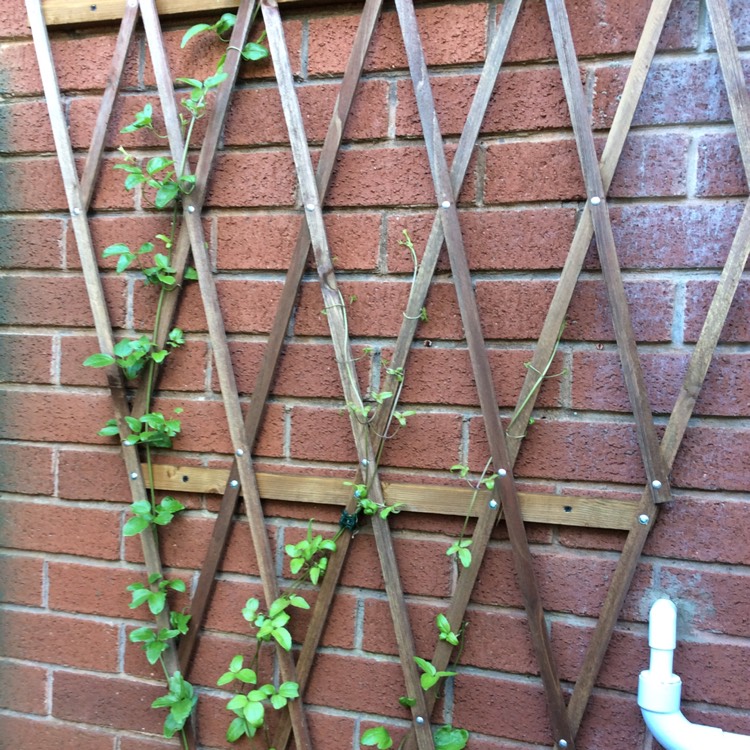 plant image 348163