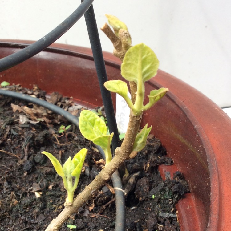 plant image 363722