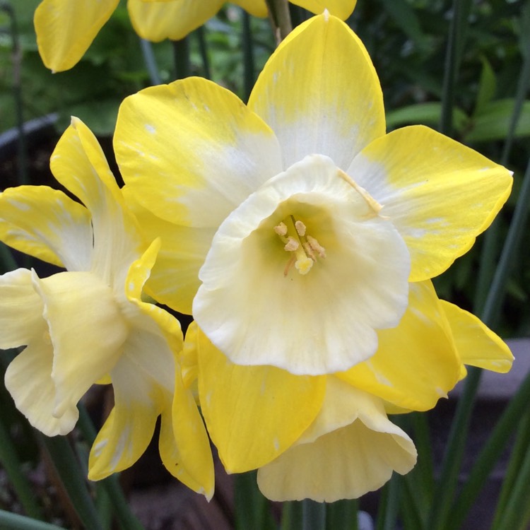 Plant image Narcissus 'Hillstar'