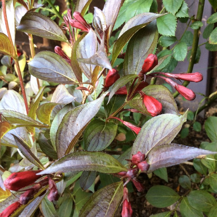 plant image 393455