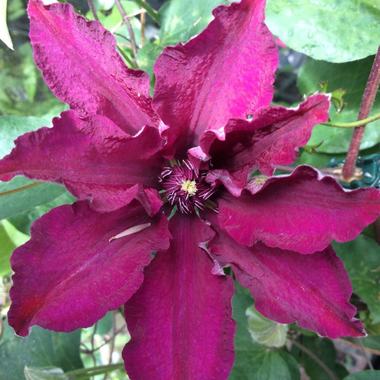plant image 398758