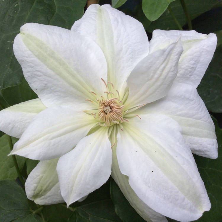 plant image 413833 plant image 413833